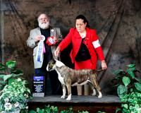 Colored Bull Terrier #12 Fri Best of Winners Arnoldo Salazar Salas Jorge Gomez De Lira Judge Robert K Thomas