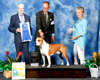 American Staffordshire Terrier #9 Sun G1 Heath Evelyn Agent Christian P Berg Judge Jack Ireland +J