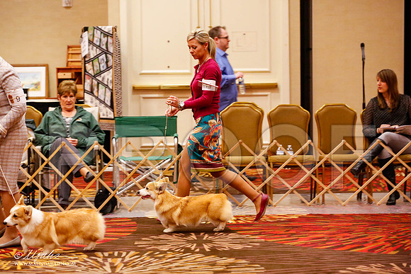 _JJ_8411-HstnCorgiFeb2015-HR3