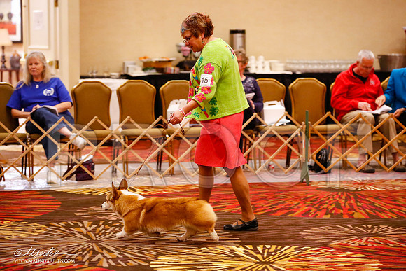 _JJ_9346-HstnCorgiFeb2015-HR3