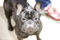 French Bulldog Sat Ring
