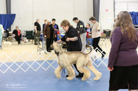 Afghan Hound LR IABCA Feb 2013