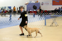 American Pit Bull Terrier S1 LR IABCA Hutto Feb 2013