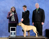 American Pit Bull Terrier Sat RBIS Vet Mandie Martine LR IABCA Feb 2013
