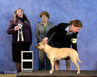 American Pit Bull Terrier Sat S2 RBIS Vet Mandie Martine LR IABCA Feb 2013