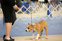 American Staffordshire Terrier S1 LR IABCA Hutto Feb 2013