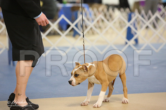 AmStaff-0737-LR