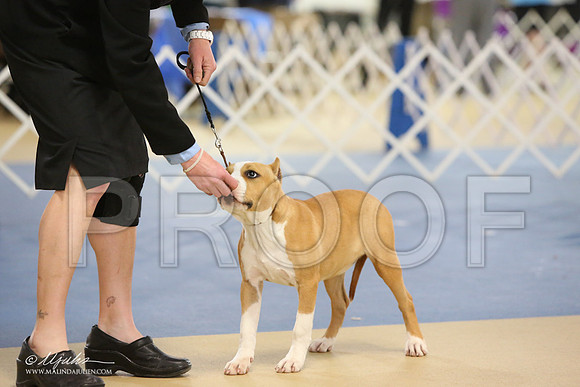 AmStaff-0738-LR