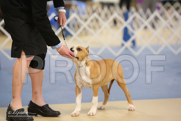 AmStaff-0739-LR
