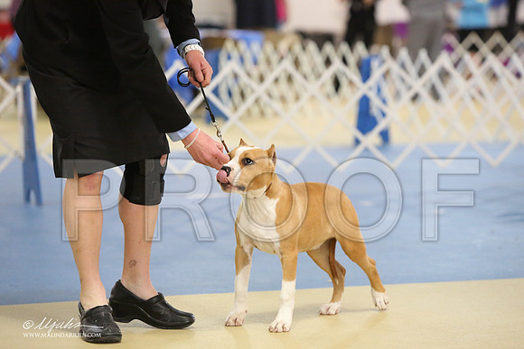 AmStaff-0741-LR