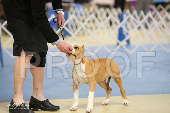 AmStaff-0740-LR