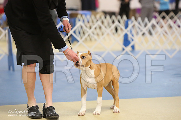 AmStaff-0743-LR
