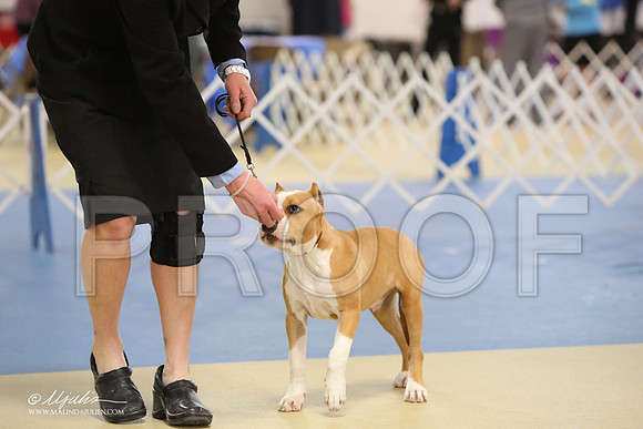 AmStaff-0744-LR