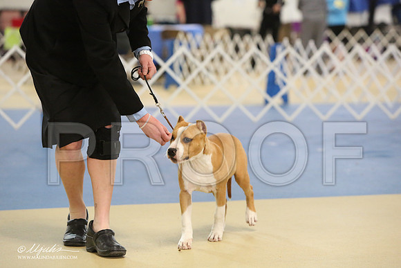 AmStaff-0745-LR