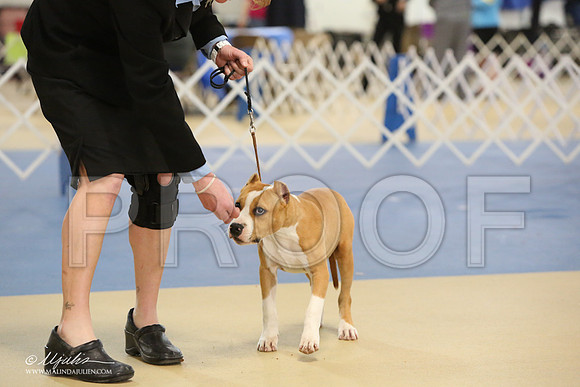 AmStaff-0747-LR