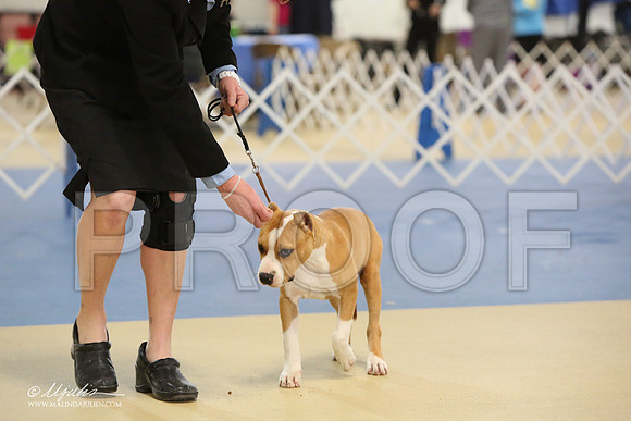 AmStaff-0746-LR