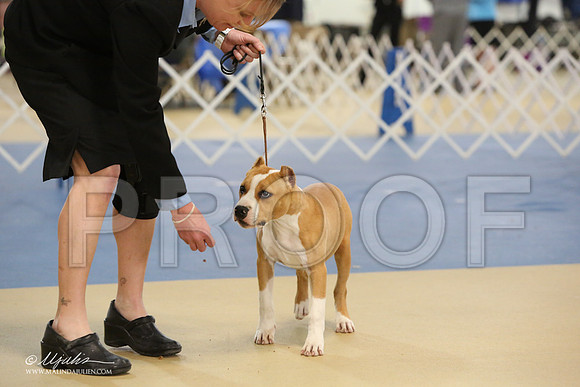 AmStaff-0748-LR