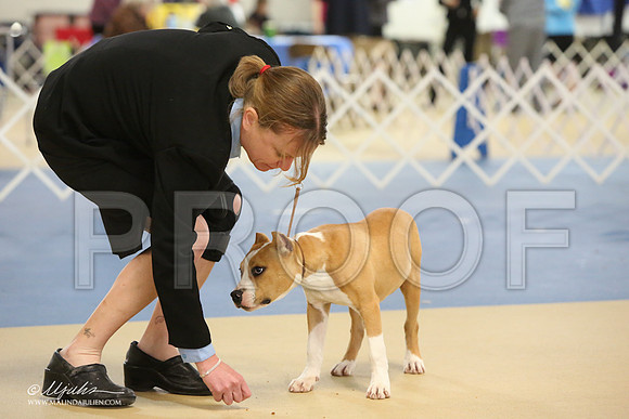 AmStaff-0750-LR