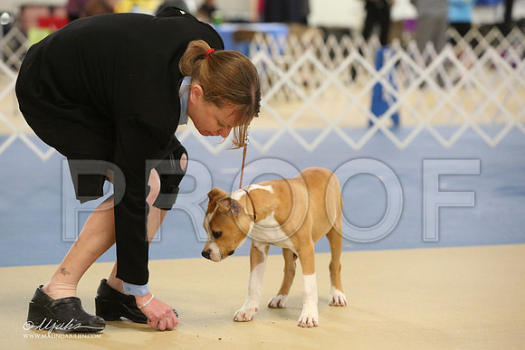 AmStaff-0749-LR