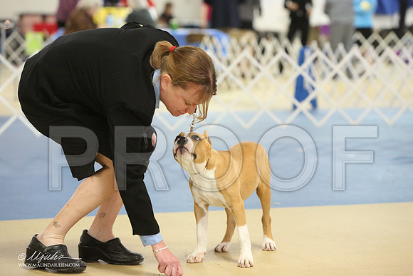 AmStaff-0753-LR