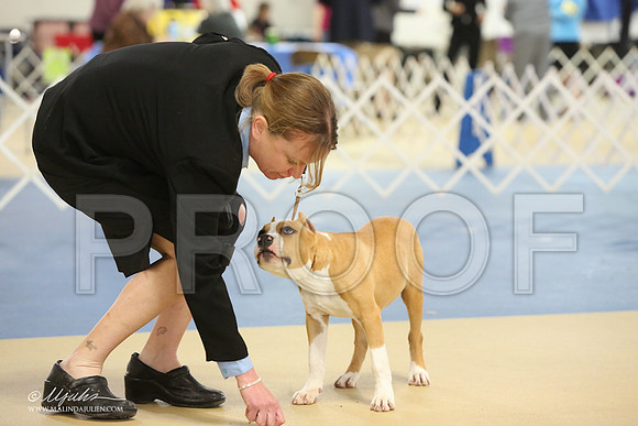 AmStaff-0752-LR