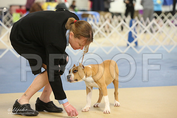 AmStaff-0751-LR