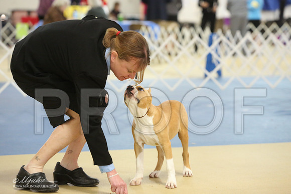 AmStaff-0754-LR