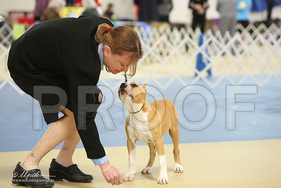 AmStaff-0755-LR