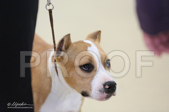 AmStaff-0757-LR