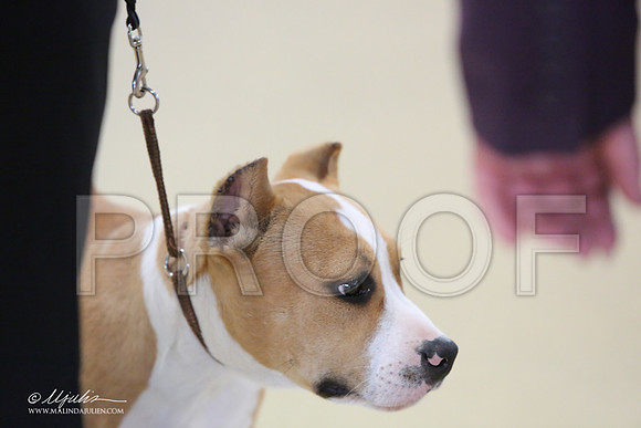 AmStaff-0758-LR