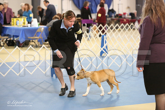 AmStaff-0834-LR