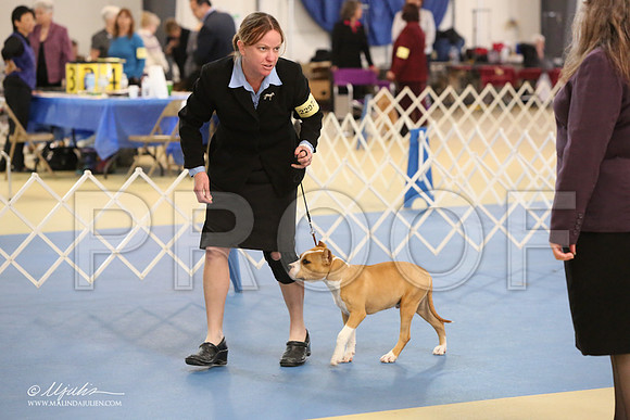 AmStaff-0835-LR