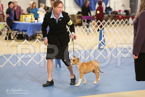 AmStaff-0836-LR