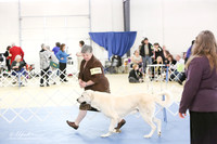 Anatolian Shepherd S1 LR IABCA Hutto Feb 2013