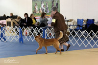 Australian Cattle Dog  LR IABCA Feb 2013