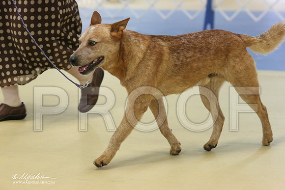 ACD-9903-LR