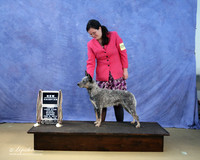 Australian Cattle Dog Mari Bailey Rachel Townsend Sun National and International Youth Champion LR IABCA Feb 2013