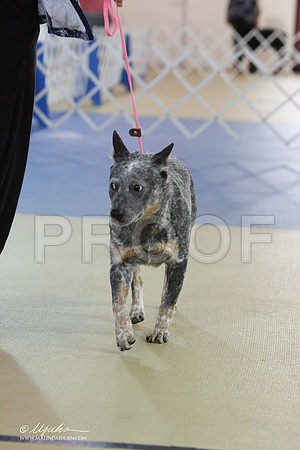 ACD-9572-LR