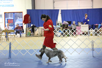 Australian Cattle Dog Sat S2 LR IABCA Feb 2013