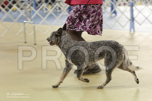 ACD-0533-LR