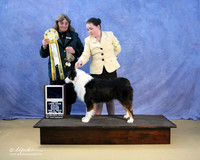 Australian Shepherd Erin Turman BOB Best Junior Handler LR IABCA Feb 2013
