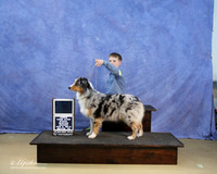 Australian Shepherd Grattua McCurry Best Junior Sun 1 LR IABCA Feb 2013