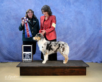 Australian Shepherd Marci West Best Bred By in Show Sun LR IABCA Feb 2013