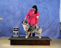 Australian Shepherd Mari Bailey Sun new International Champion LR IABCA Feb 2013
