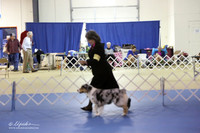 Australian Shepherd Sat S2 LR IABCA Feb 2013