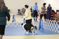 Australian Shepherd Sun S1 LR IABCA Feb 2013