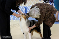 Australian Shepherds LR IABCA Feb 2013