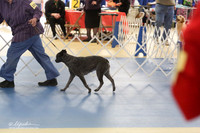 Australian Stumpy Tail Cattle Dog LR IABCA Feb 2013