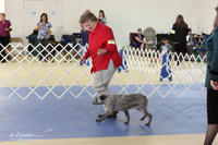 Australian Stumpy Tail Cattle Dog Sun S1 LR IABCA Feb 2013