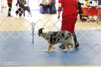 Austrlian Shepherd S1 LR IABCA Feb 2013